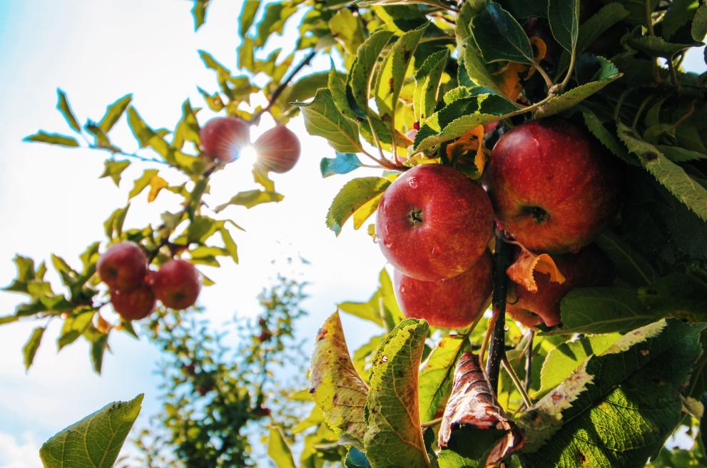 appels in het zonnetje