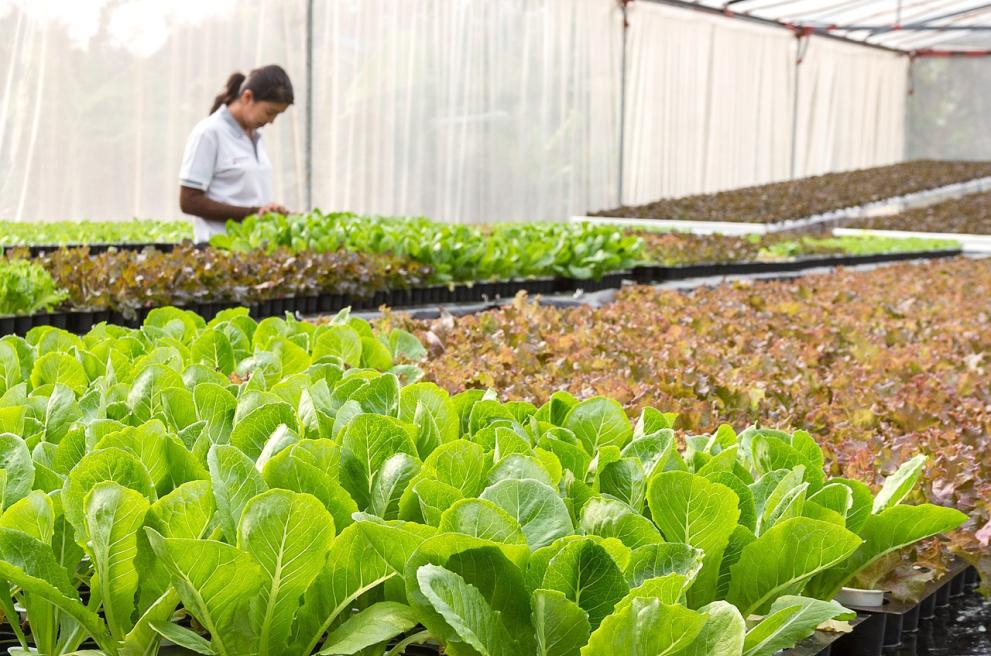 Serre met vrouw die plantjes verzorgt